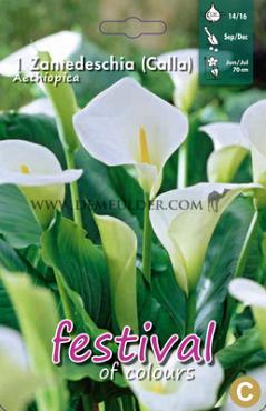 Zantedeschia Aethiopica 14/16 (x12x1)