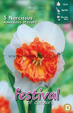 Narcissus Amadeus Mozart 12/14 (x12x5)