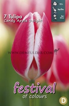 Tulips Candy Apple Delight 12/+ (x12x7)