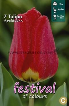 Tulips Apeldoorn 12/+ (x12x7)