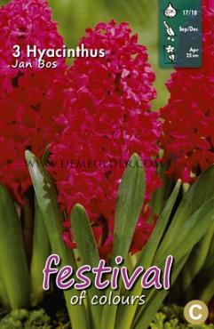 Hyacinths Jan Bos 17/18 (x10x3)