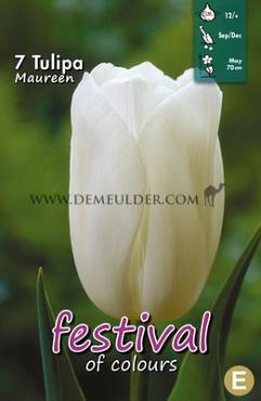 Tulips Maureen 12/+ (x12x7)
