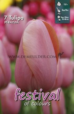 Tulips Menton 12/+ (x12x7)