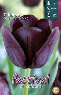 Tulips Queen of Night 12/+ (x12x7)