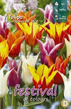 Tulips Lily-Flowered Mixed 12/+ (x12x7)