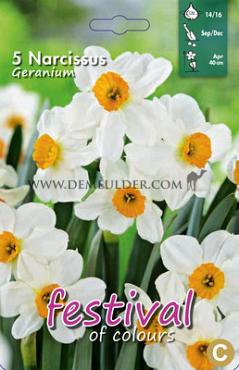 Narcissus Geranium 14/16 (x8x5)