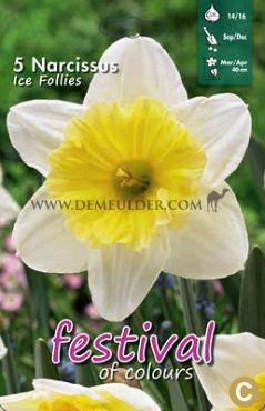 Narcissus Ice Follies 14/16 (x8x5)