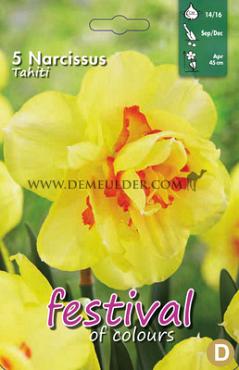 Narcissus Tahiti 14/16 (x8x5)