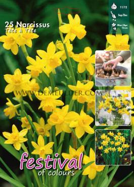Narcissus Tete a Tete 11/12 (x15x25)