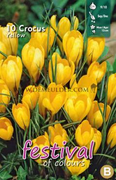 Crocus Yellow 9/10 (x12x10)