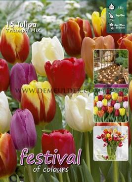 Tulips Triumph Mixed 12/+ (x20x15)