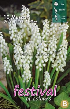 Muscari Bot. Album 5/+ (x12x10)