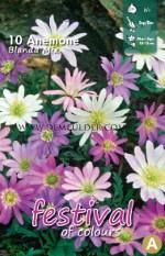 Anemone Blanda Mixed 5/+ (x12x10)