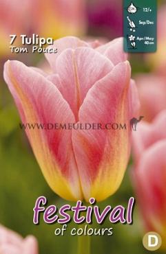 Tulips Tom Pouce 12/+ (x12x7)