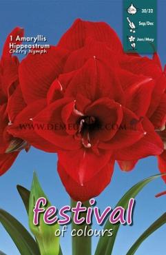 Amaryllis Cherry Nymph 30/32 (x5x1)