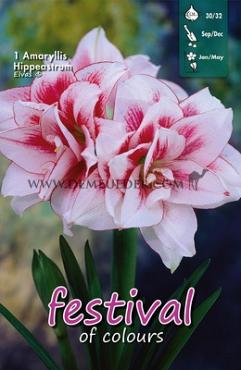 Amaryllis Elvas 30/32 (x5x1)