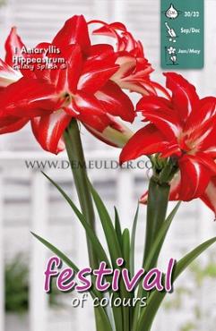 Amaryllis Splash 30/32 (x5x1)
