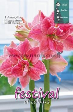 Amaryllis Sweet Nymph 30/32 (x5x1)