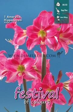 Amaryllis Neon 30/32 (x5x1)