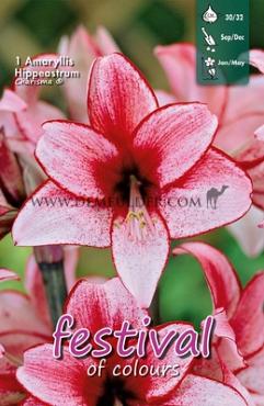 Amaryllis Charisma 30/32 (x5x1)