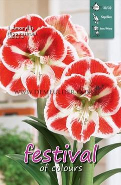 Amaryllis Samba 30/32 (x5x1)