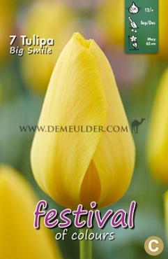 Tulips Big Smile 12/+ (x12x7)