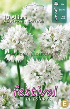Allium Amp. Graceful 6/+ (x12x10)
