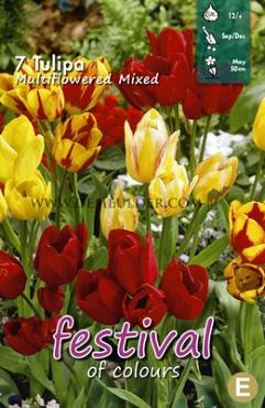Tulips Multiflowering Mixed 12/+ (x12x7)