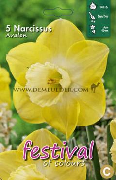 Narcissus Avalon 14/16 (x8x5)