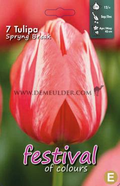Tulips Spryng Break 12/+ (x12x7)