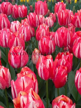 Tulips Spryng Break 12/+ (x12x7)