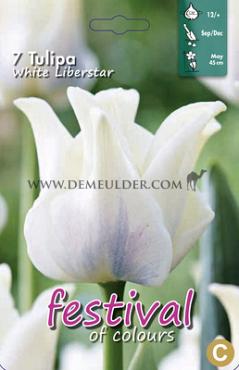 Tulips White Liberstar 12/+ (x12x7)