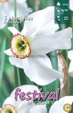 Narcissus Recurvus 14/16 (x8x5)