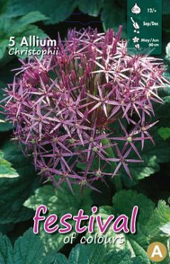 Allium Cristophii 12/+ (x12x5)