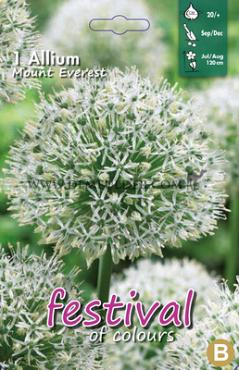 Allium Mount Everest 20/+ (x12x1)