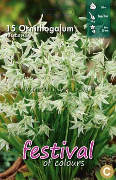 Ornithogalum Nutans 6/+ (x12x15)