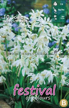 Scilla Siberica Alba 7/8 (x12x10)