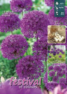 Allium Purple Sensation 10/12 (x20x15)