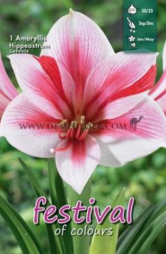 Amaryllis Gervase 30/32 (x5x1)