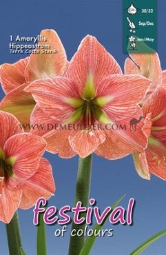 Amaryllis Terracotta Star 30/32 (x5x1)