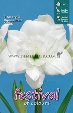 Amaryllis Akiko 30/32 (x5x1)