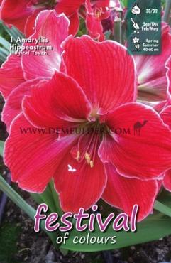 Amaryllis Magical Touch 30/32 (x5x1)
