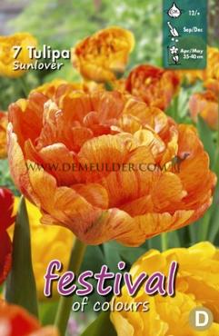 Tulips Sun Lover 12/+ (x12x7)