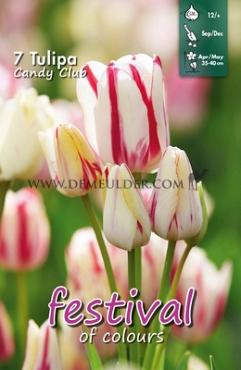Tulips Candy Club 12/+ (x12x7)