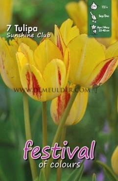Tulips Sunshine Club 12/+ (x12x7)