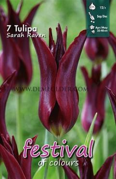 Tulips Sarah Raven 12/+ (x12x7)