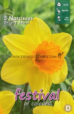 Narcissus Bright Jewel 14/16 (x8x5)