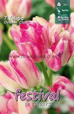 Tulips Dream Club 12/+ (x12x7)