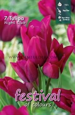 Tulips Night Club 12/+ (x12x7)