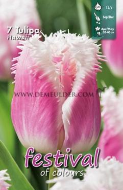 Tulips Hawaii 12/+ (x12x7)